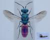 Chrysis angustula